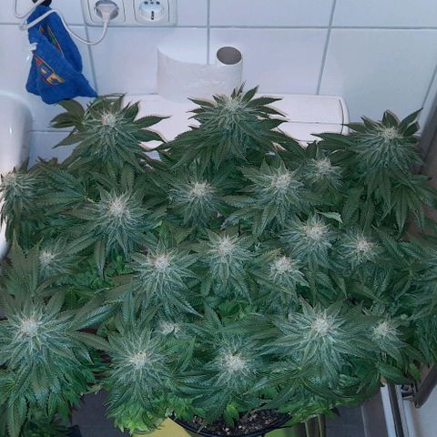 White Diesel growlog timeline photo