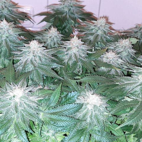 White Diesel growlog timeline photo