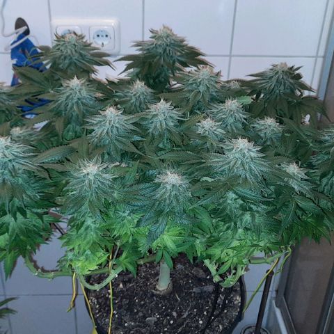 White Diesel growlog timeline photo