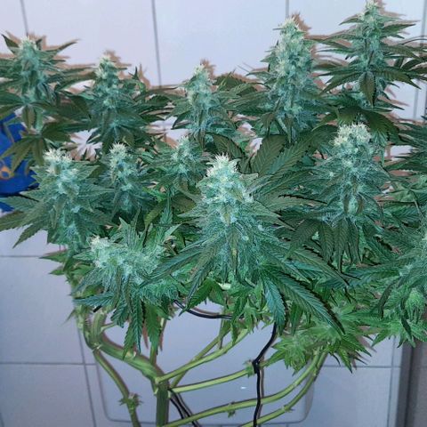 Banana Kush growlog timeline photo