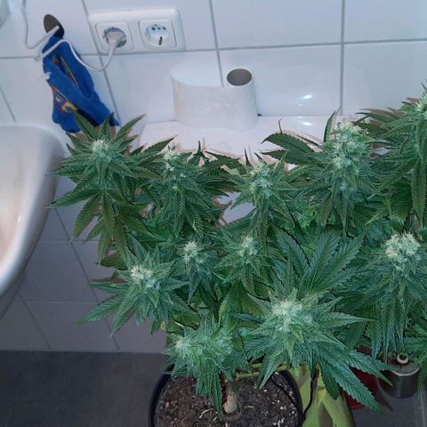 Banana Kush growlog timeline photo