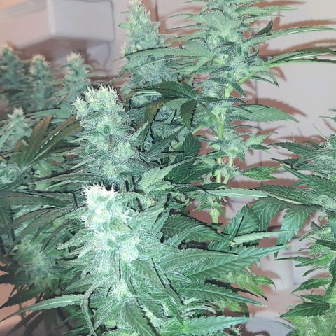 Banana Kush growlog timeline photo