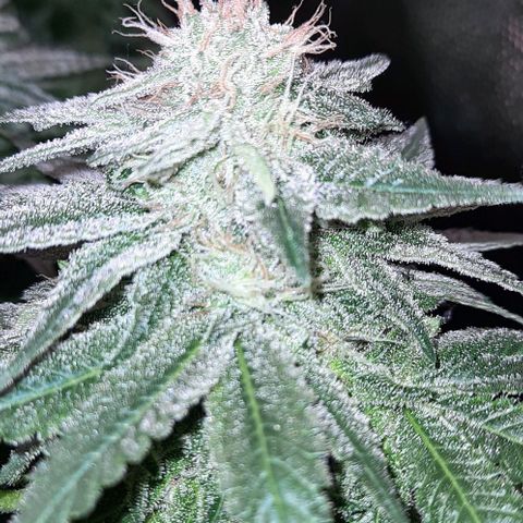 White Diesel growlog timeline photo