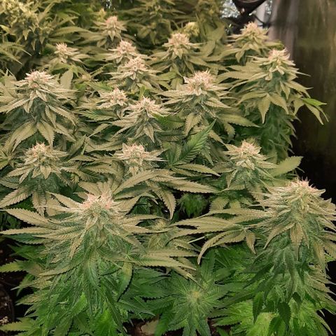 White Diesel growlog timeline photo