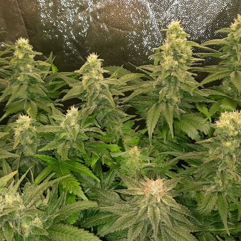 Banana Kush growlog timeline photo
