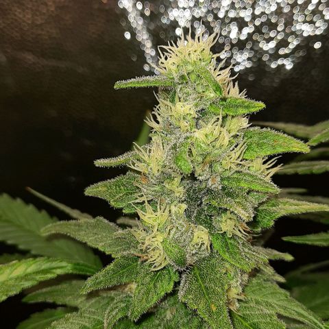 Banana Kush growlog timeline photo