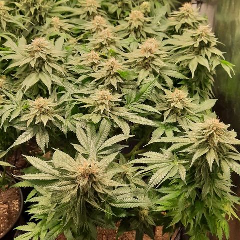 White Diesel growlog timeline photo