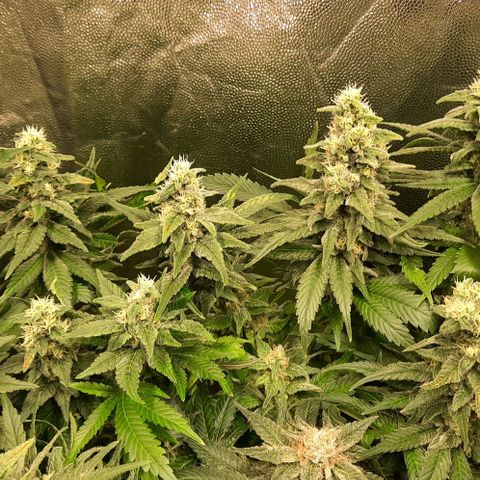 Banana Kush growlog timeline photo