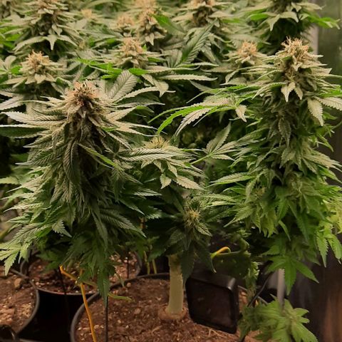 White Diesel growlog timeline photo