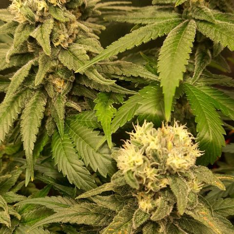 Banana Kush growlog timeline photo