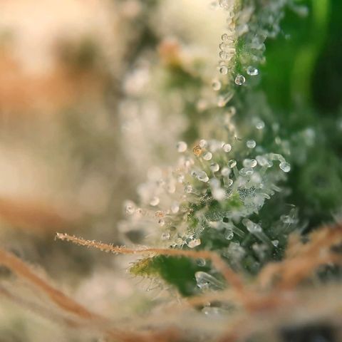 White Diesel growlog timeline photo