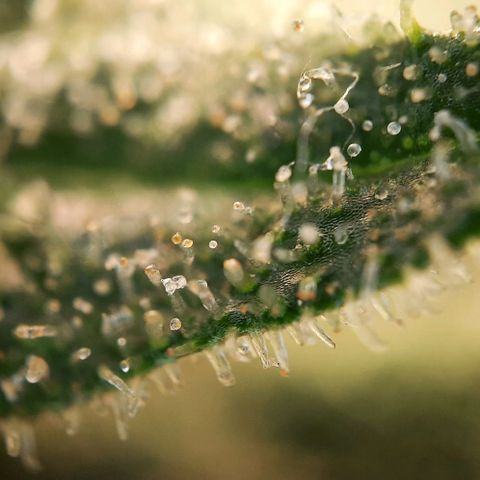 White Diesel growlog timeline photo