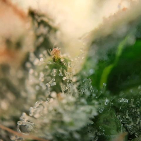 White Diesel growlog timeline photo
