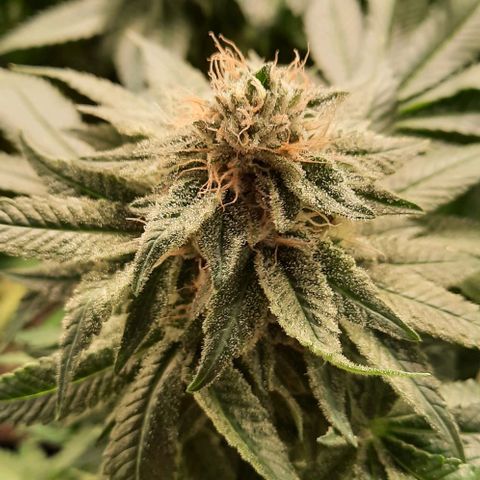 White Diesel growlog timeline photo