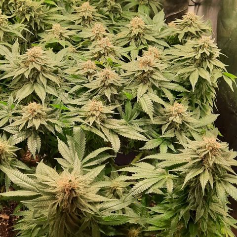 White Diesel growlog timeline photo