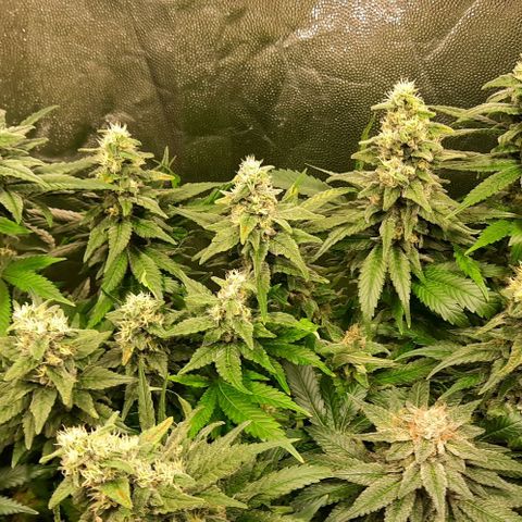 Banana Kush growlog timeline photo