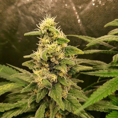 Banana Kush growlog timeline photo