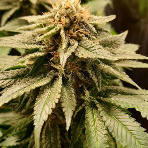 White Diesel growlog timeline photo