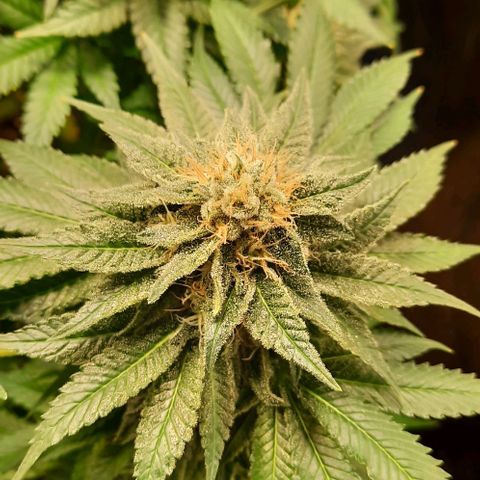 White Diesel growlog timeline photo