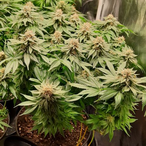 White Diesel growlog timeline photo