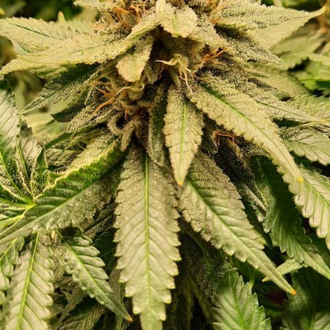 White Diesel growlog timeline photo