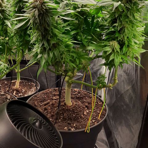 White Diesel growlog timeline photo