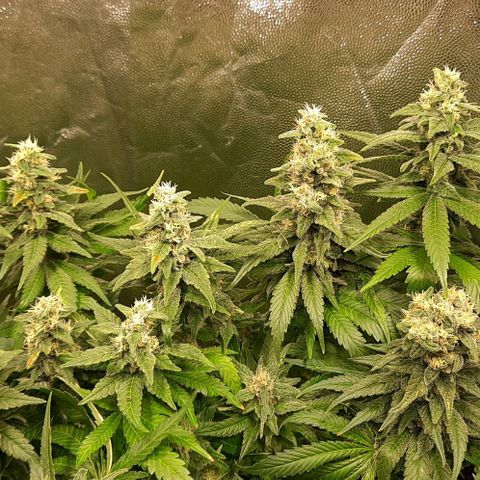 Banana Kush growlog timeline photo