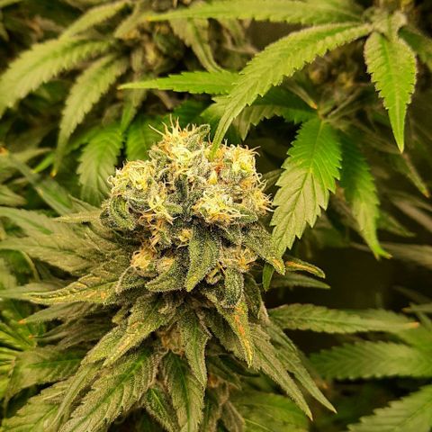 Banana Kush growlog timeline photo