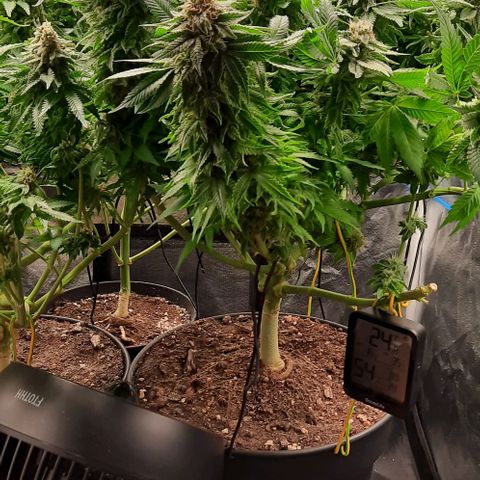 White Diesel growlog timeline photo