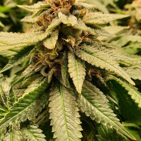 White Diesel growlog timeline photo