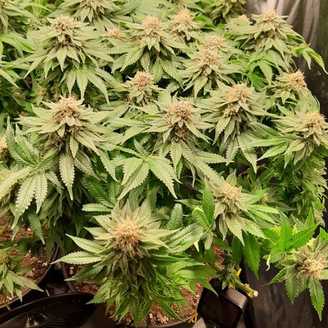 White Diesel growlog timeline photo