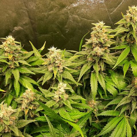 Banana Kush growlog timeline photo