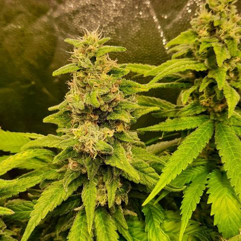 Banana Kush growlog timeline photo