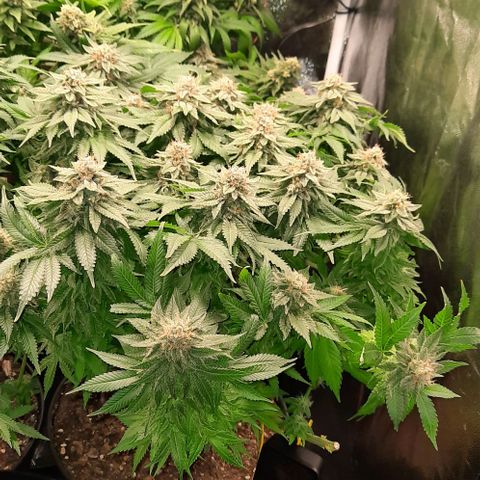 White Diesel growlog timeline photo