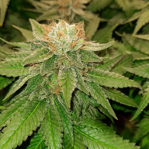 White Diesel growlog timeline photo
