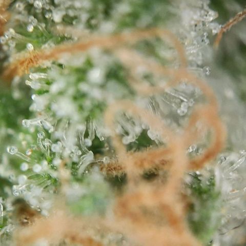 White Diesel growlog timeline photo