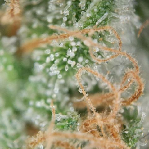 White Diesel growlog timeline photo
