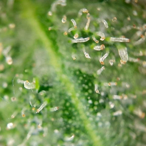 White Diesel growlog timeline photo