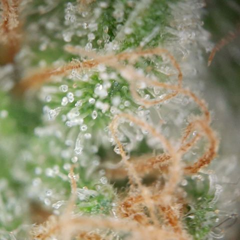 White Diesel growlog timeline photo
