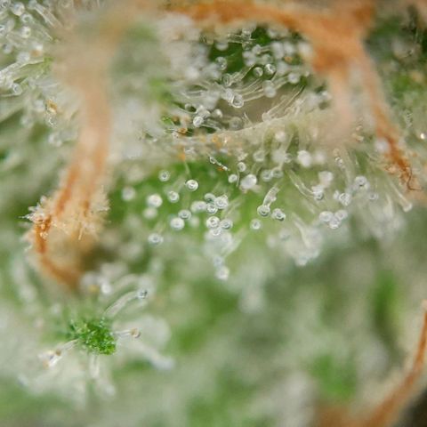 White Diesel growlog timeline photo