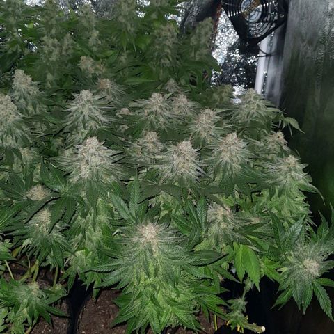 White Diesel growlog timeline photo