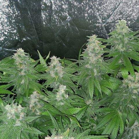 Banana Kush growlog timeline photo