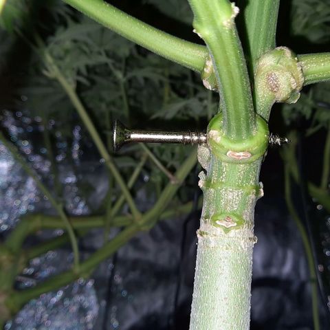 White Diesel growlog timeline photo