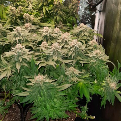 White Diesel growlog timeline photo