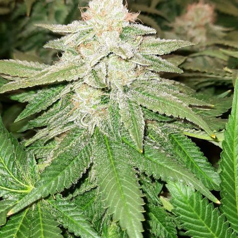 White Diesel growlog timeline photo