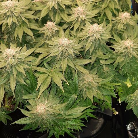White Diesel growlog timeline photo