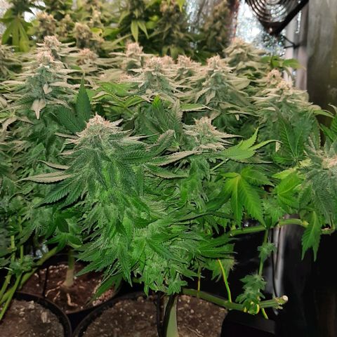 White Diesel growlog timeline photo