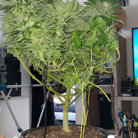White Diesel growlog timeline photo