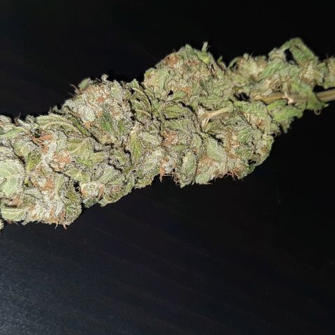 Banana Kush growlog timeline photo
