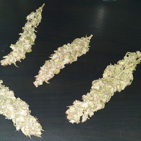 Banana Kush growlog timeline photo